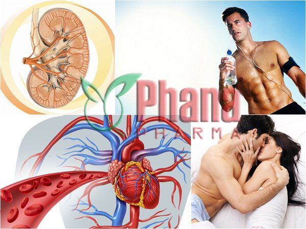 Đông trùng hạ thảo tốt cho cơ quan phục vụ sinh lý