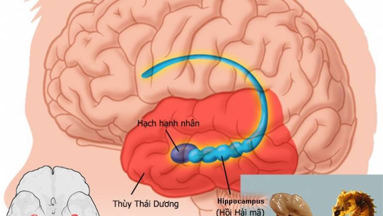 GIỚI THIỆU VỀ NẤM ĐẦU KHỈ HERICIUM & YẾU TỐ TĂNG TRƯỞNG THẦN KINH NGF